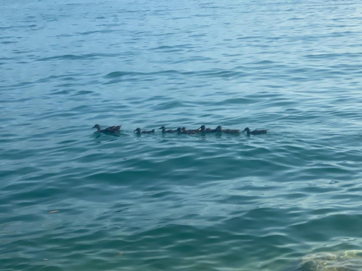10 Minuti Dal Lago Di Garda E Da Gardaland Castelnuovo del Garda Dış mekan fotoğraf
